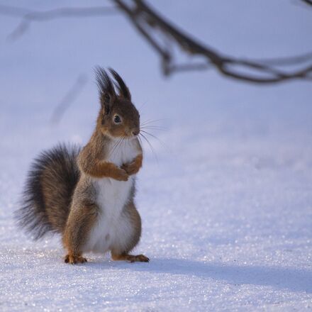 Eichhörnchen im Schnee | © Paul from Pixabay